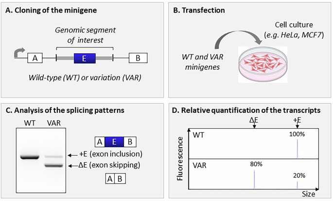 RNA-based diagnostic studies in genetics: Review and guidance from a multidisciplinary French network