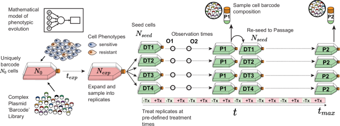 Quantitative measurement of phenotype dynamics during cancer drug resistance evolution using genetic barcoding