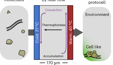 Membraneless protocell confined by a heat flow