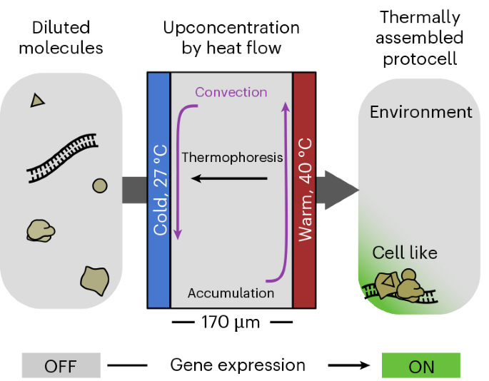 Membraneless protocell confined by a heat flow