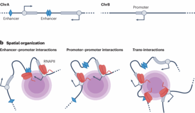 RNA polymerase II transcription compartments — from factories to condensates