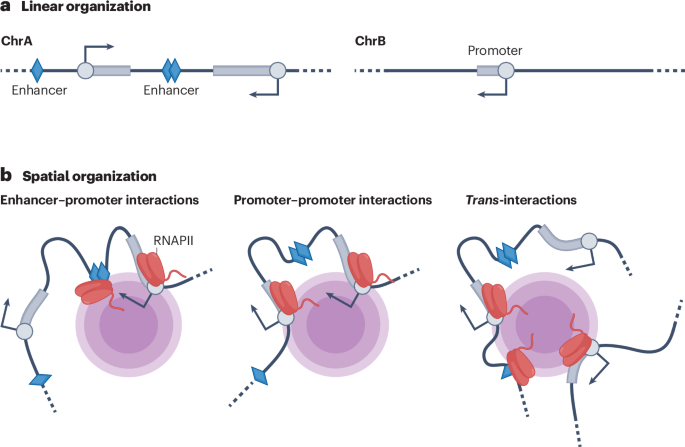 RNA polymerase II transcription compartments — from factories to condensates