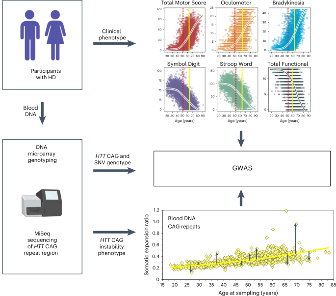 Genetic modifiers of somatic expansion and clinical phenotypes in Huntington’s disease highlight shared and tissue-specific effects
