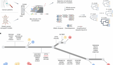 Phylogenetic inference reveals clonal heterogeneity in circulating tumor cell clusters
