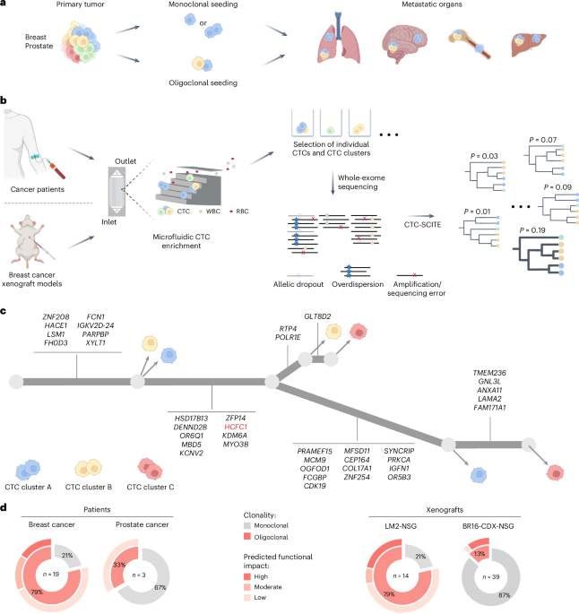 Phylogenetic inference reveals clonal heterogeneity in circulating tumor cell clusters