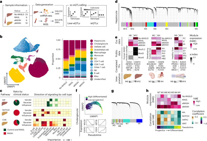 Single-cell eQTL analysis identifies genetic variation underlying metabolic dysfunction-associated steatohepatitis