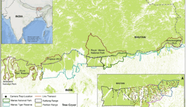 Status of endangered large prey predators following civil unrest in a biodiversity hotspot of India