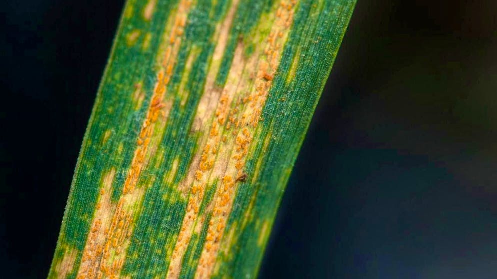 According to the University of Zurich, yellow rust affects 88 percent of global bread wheat production. (archive image)