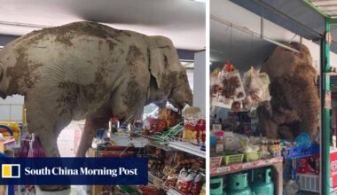 Thai elephant raids convenience store, eats snacks and leaves without paying