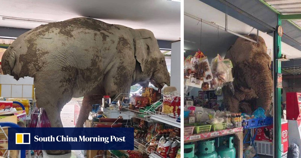 Thai elephant raids convenience store, eats snacks and leaves without paying