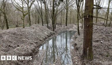 Illegal waste clearance begins at Hoads Wood in Kent