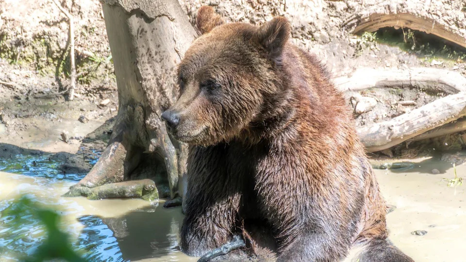 A brown bear sits in water underneath a tree at Bristol Zoo Project