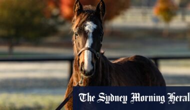 Son of Winx could have a $20 million price tag