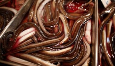 EU proposes eel trade restriction despite opposition from Japan