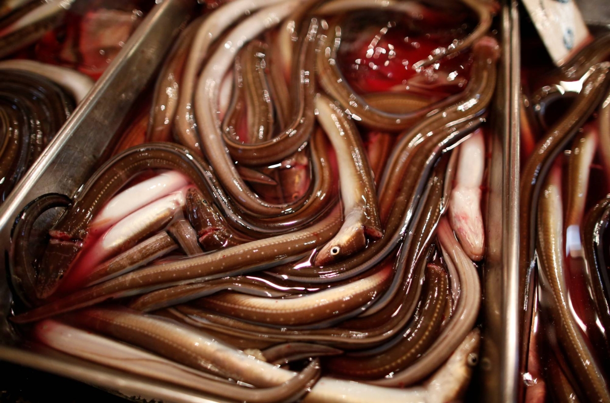 EU proposes eel trade restriction despite opposition from Japan