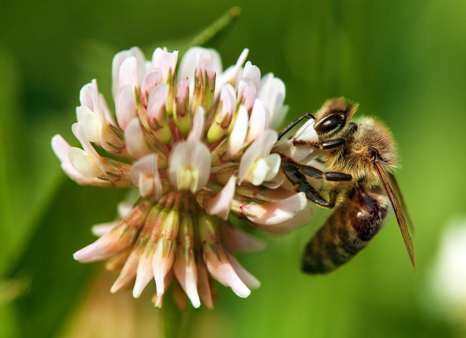 bee or honeybee on white clover flower, honey bee is in latin apis mellifera, springtime view