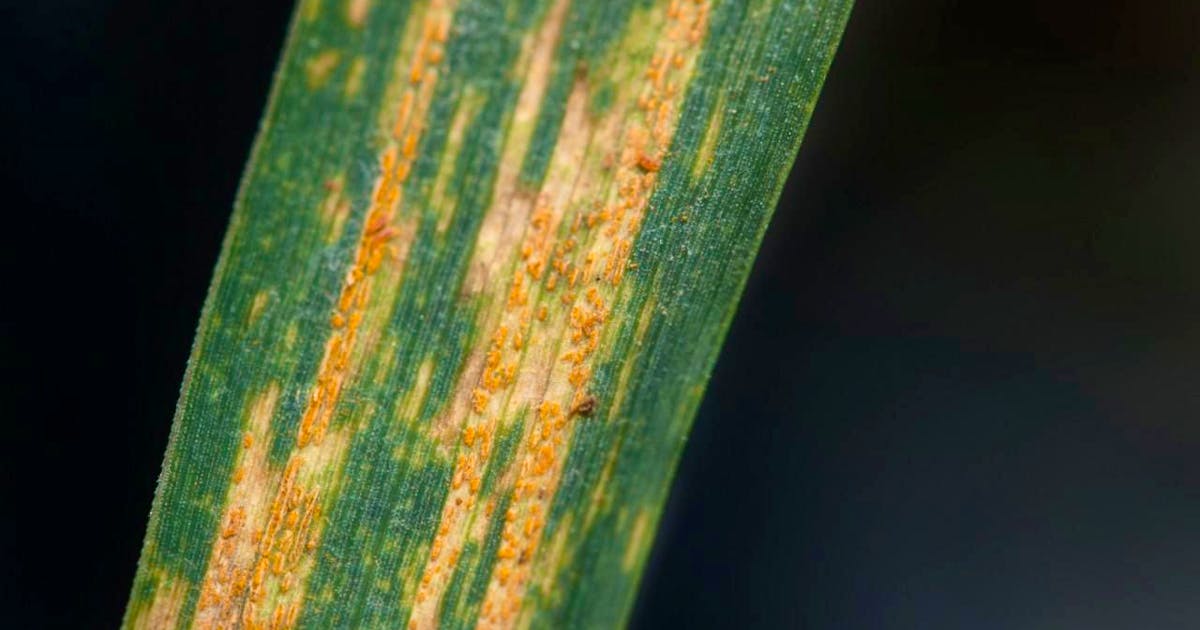 Nutrition: Ancient genes could protect modern wheat from a fungal disease