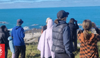 Great Kaikōura Whale Count at 51 at midpoint of annual survey