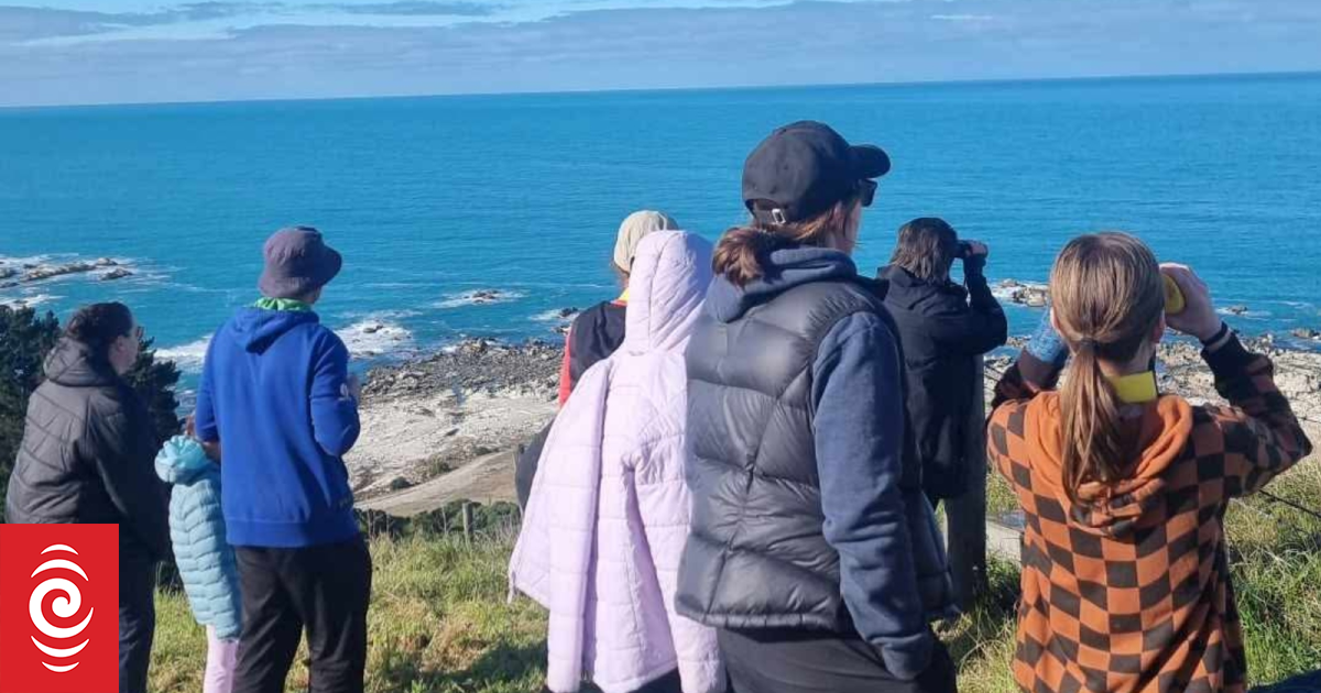 Great Kaikōura Whale Count at 51 at midpoint of annual survey