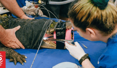 Alligator that swallowed jandal at Auckland Zoo gets all clear