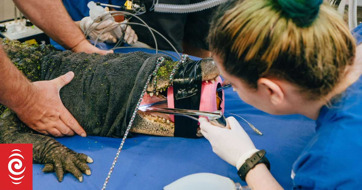 Alligator that swallowed jandal at Auckland Zoo gets all clear