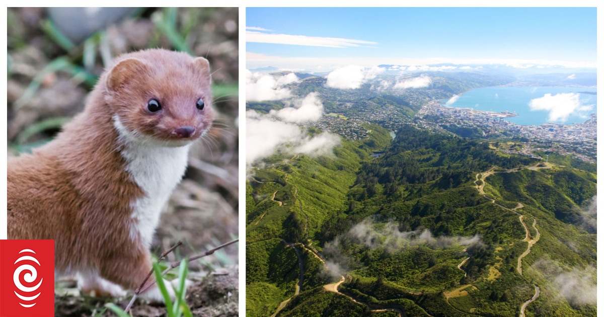 Bodies of four weasels found inside Zealandia eco-sanctuary