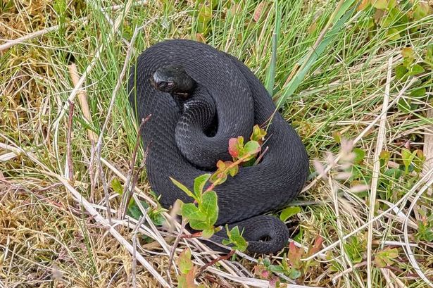 Melanistic adder on Dartmoor