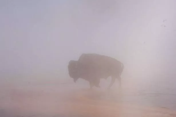 Bison gruesomely boils to death in Yellowstone hot spring in front of horrified tourists