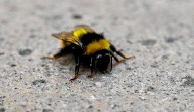 What to do if you see a bee on the ground, according to an expert