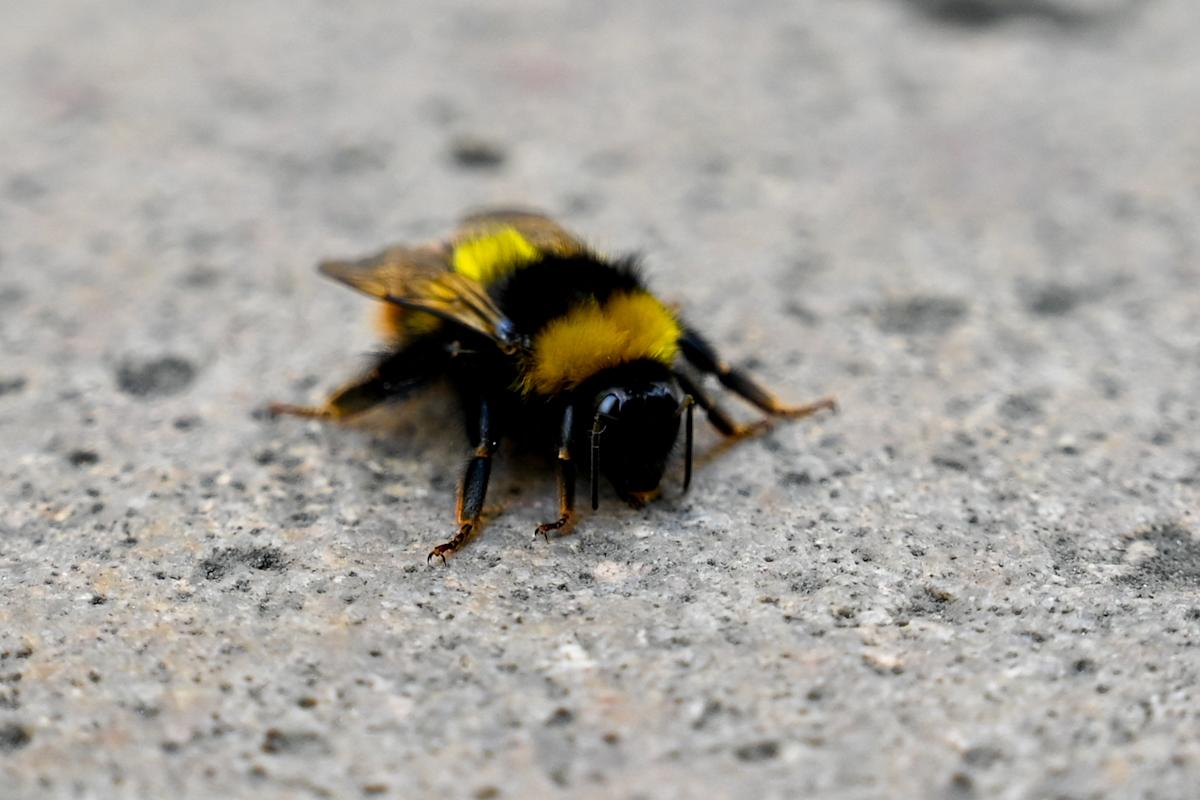 What to do if you see a bee on the ground, according to an expert