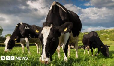 Three black and white cows eating grass in a field. There is a cloudy sky above.