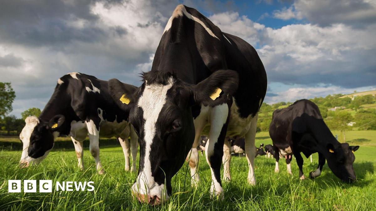 Three black and white cows eating grass in a field. There is a cloudy sky above.