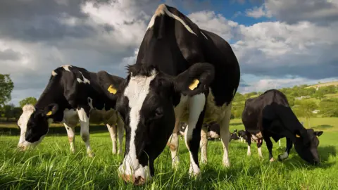 Getty Images Three black and white cows eating grass in a field. There is a cloudy sky above. 