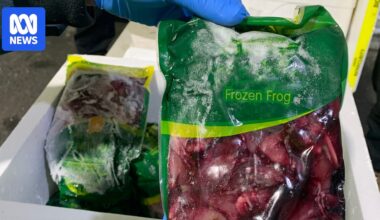 Calls for tougher biosecurity controls after 62,000kg illegal import sentence
