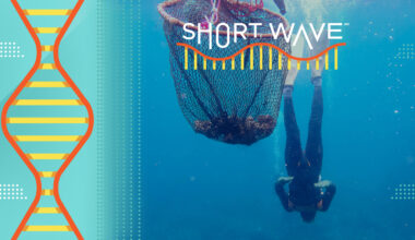 The key to 'super diving' may be about genetics : Short Wave : NPR