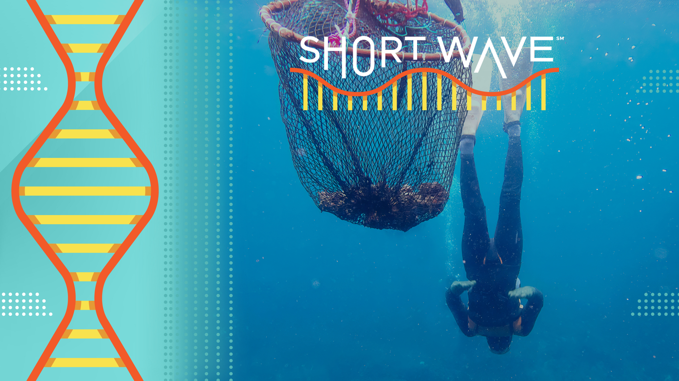 The key to 'super diving' may be about genetics : Short Wave : NPR