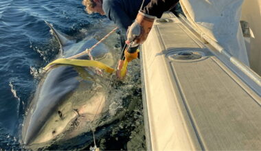 Biggest ever Great White Shark heading for popular holiday hotspot | World | News