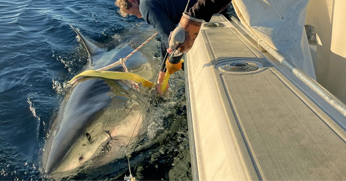Biggest ever Great White Shark heading for popular holiday hotspot | World | News