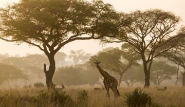 Africa’s incredible new airport being built next to national park with lions and giraffes | World | News