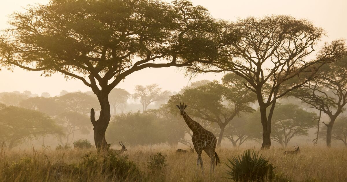 Africa’s incredible new airport being built next to national park with lions and giraffes | World | News