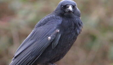 Anyone with crows in their garden this month told 'carry a stick'