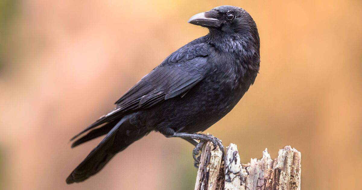 UK households urged to be 'very aware' of nesting crows in gardens