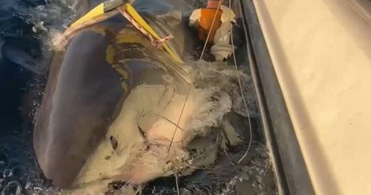 ‘World’s biggest’ great white shark heading for popular beaches | World | News