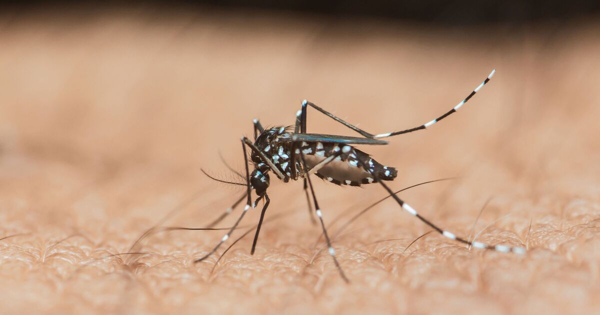 Panic in Spain after bugs carrying deadly virus in region Brits love | Travel News | Travel