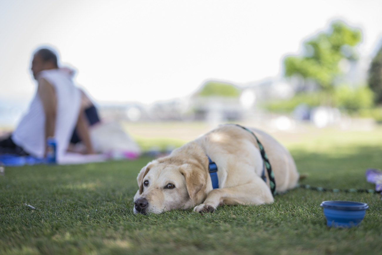 Dog