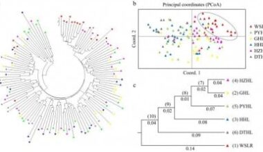 Mapping the Genetic Landscape of Yellow Catfish for Sustainable Aquaculture