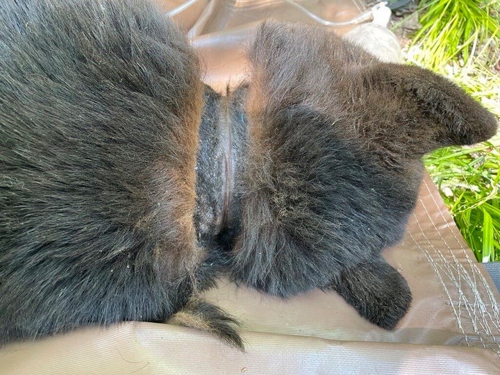 In this image provided by the Michigan Department of Natural Resources, the neck of a black bear is shown after a lid was removed after two years on June 3, 2025, near Hillman, Michigan.