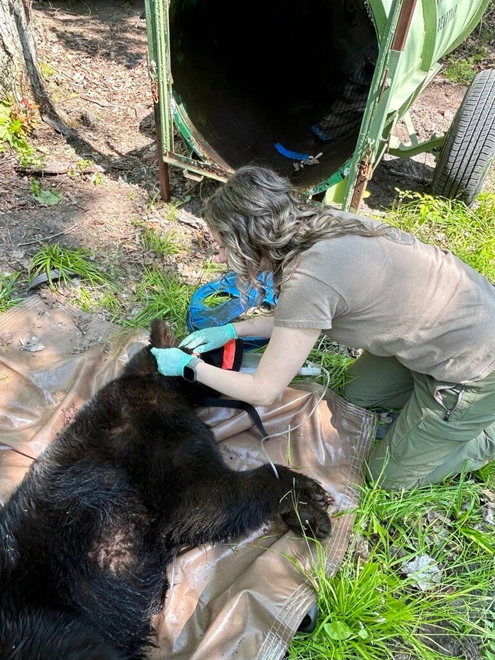 In this image provided by the Michigan Department of Natural Resources, wildlife biologist Angela Kujawa collects data from an immobilized black bear after a lid was removed from the animal’s neck near Hillman, Michigan, on June 3, 2025. 