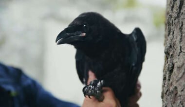 Wing and a scare - raven rescued by coastguards