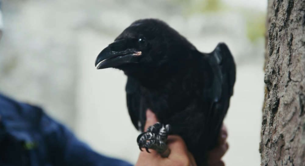 Wing and a scare - raven rescued by coastguards